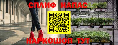 сатива Краснознаменск